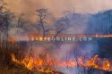 Global-warming_wild-fire