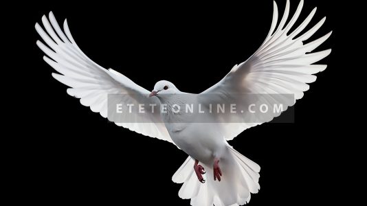 White-Dove_Symbol-of-Peace_Eteteonline.com